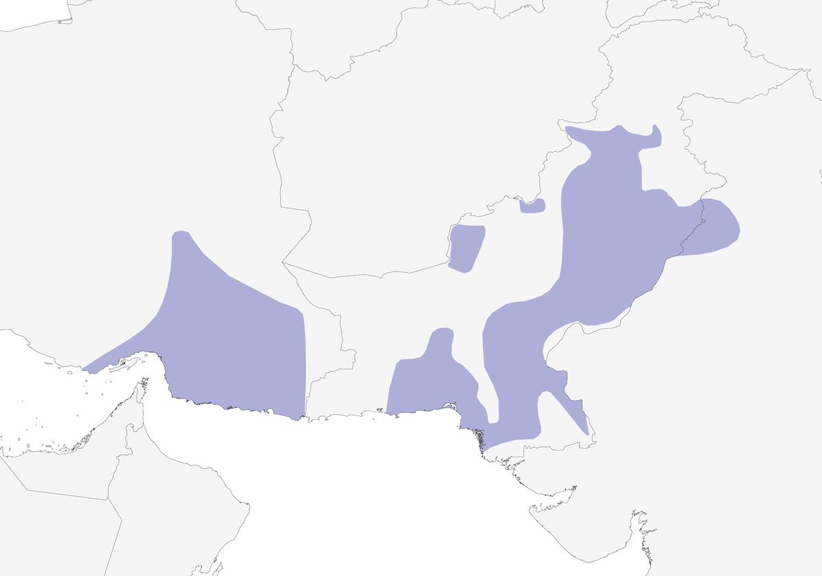 Picchio del Sind, Distribuzione 1