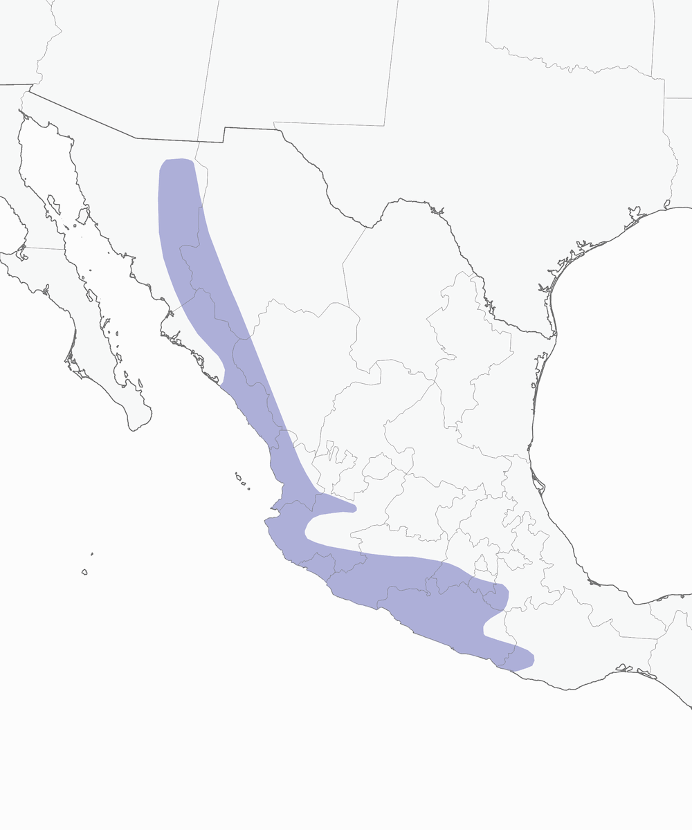 Troglodyte du Sinaloa, Distribution 1