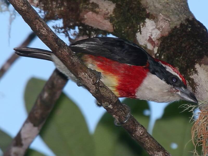Sira-Bartvogel, Fotos 3