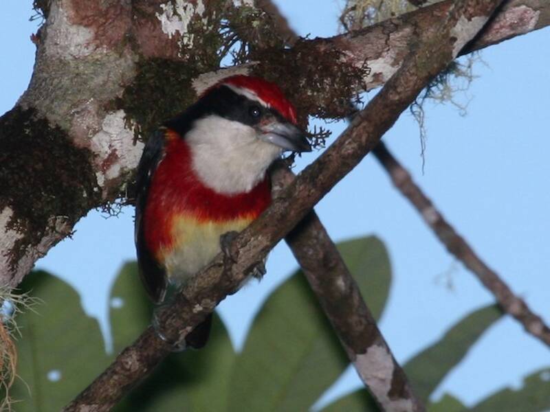Sira-Bartvogel, Fotos 2