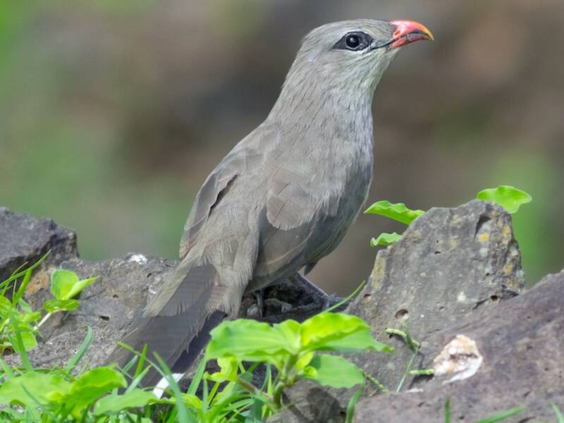 Sirkeer Malkoha, Photos 3