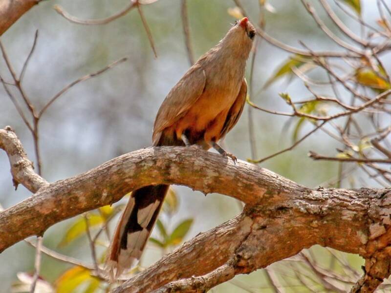 Sirkeer Malkoha, Photos 2