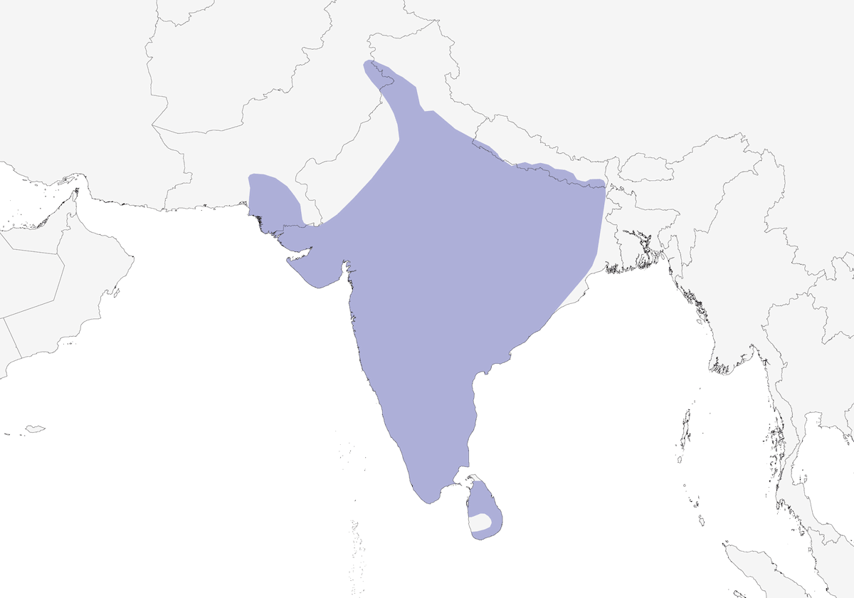 Sirkeer Malkoha, Distribution 1
