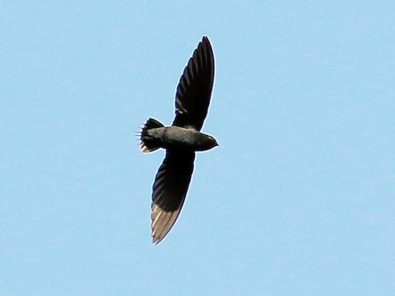 Silver-rumped Spinetail, 照片 4