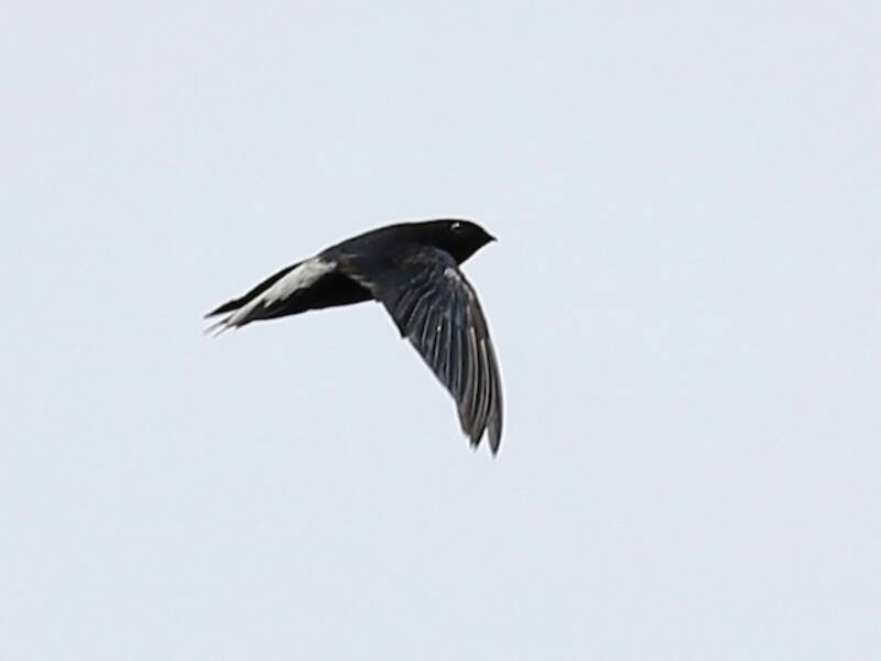 Silver-rumped Spinetail, 照片 2