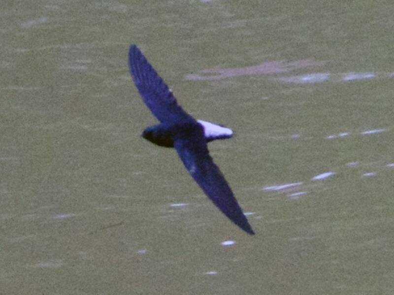 Silver-rumped Spinetail, 照片 3
