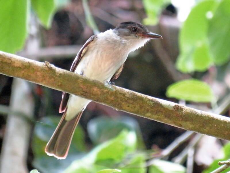 Chocó-Sirystes, Fotos 3