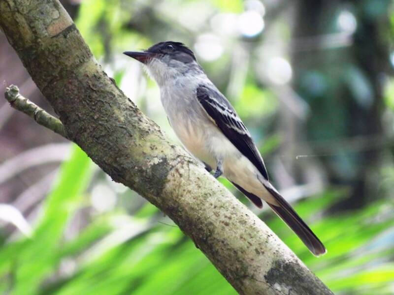 Chocó-Sirystes, Fotos 4