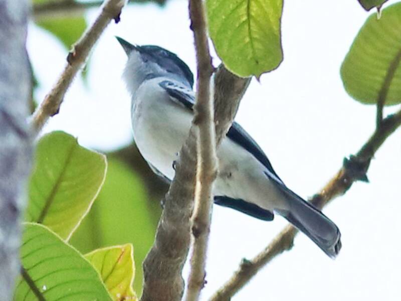 Siristes del Chocó
