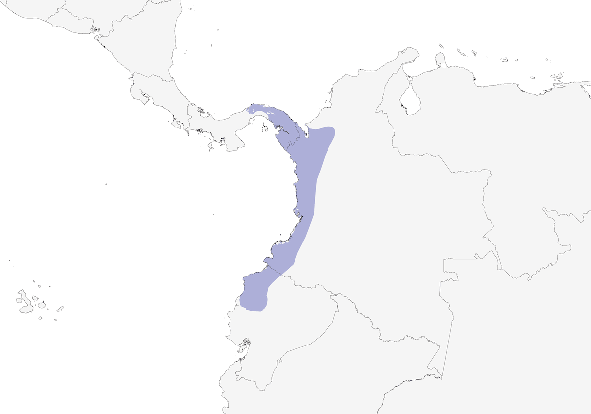 Chocó-Sirystes, Verbreitung 1