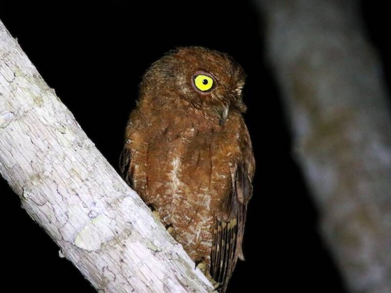 Assiolo di Simeulue