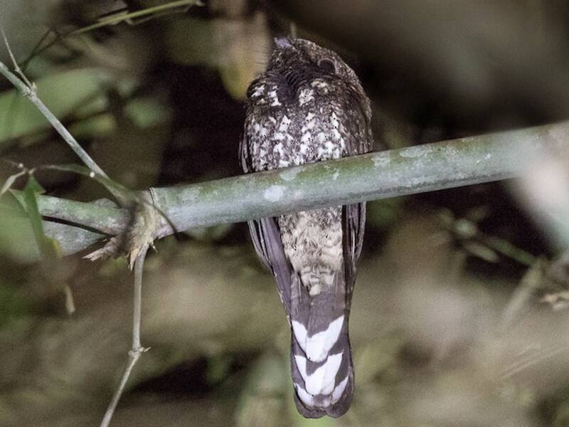 Silky-tailed Nightjar, 照片 2