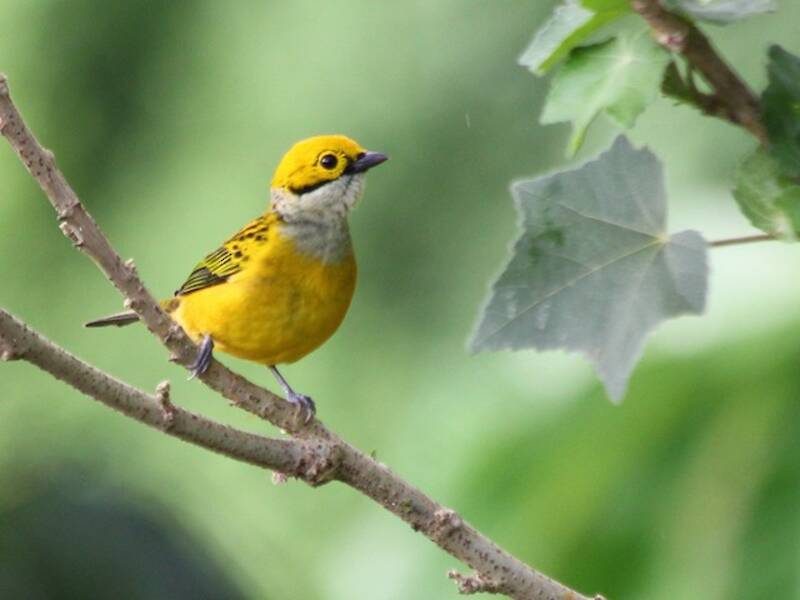 Tangara gorgiplata