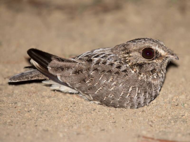 Sickle-winged Nightjar