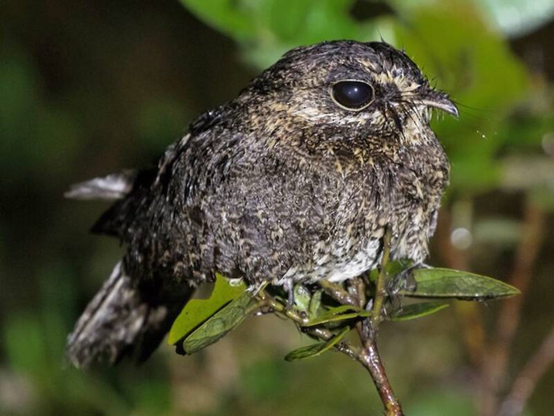 Sickle-winged Nightjar, Photos 2