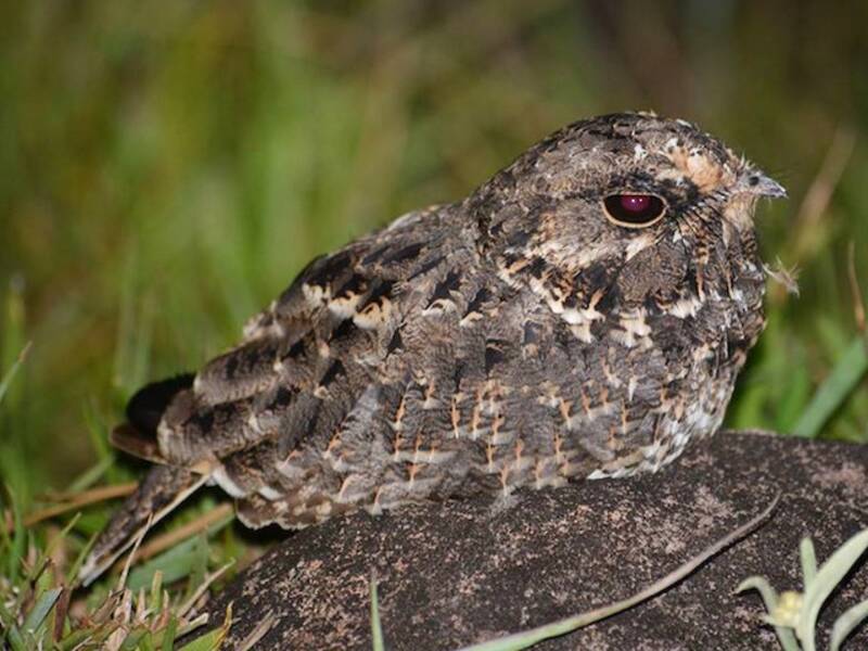 Sickle-winged Nightjar, Photos 3