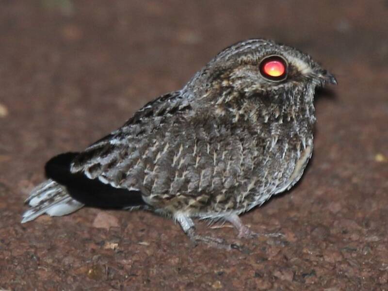 Sickle-winged Nightjar, Photos 4