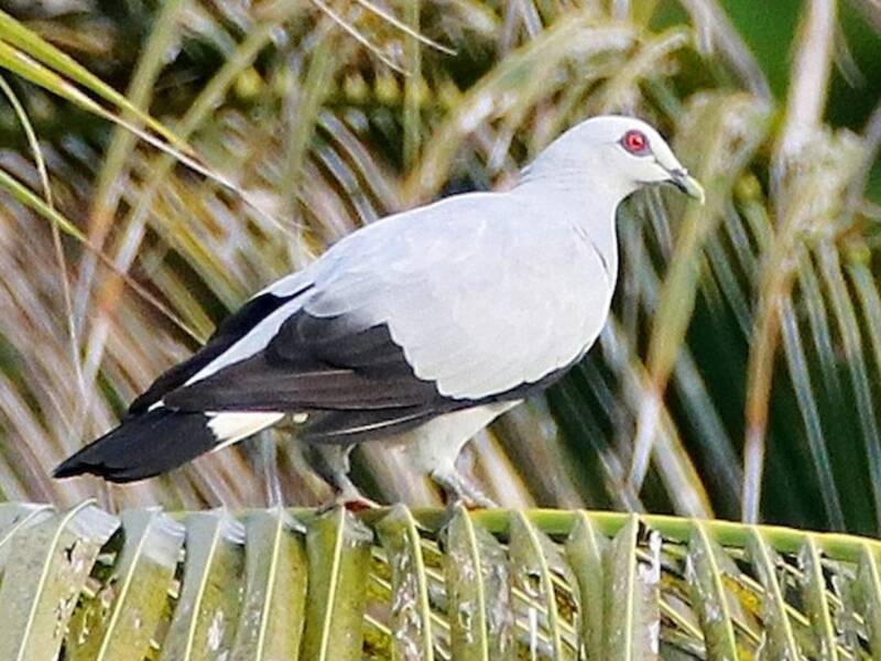 Pigeon argenté
