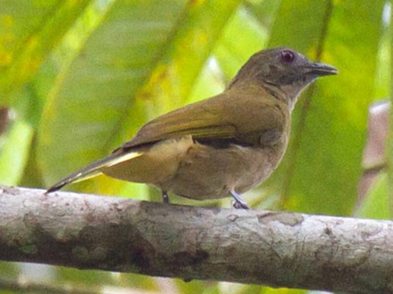 Bulbul de Sjöstedt, Photos 3