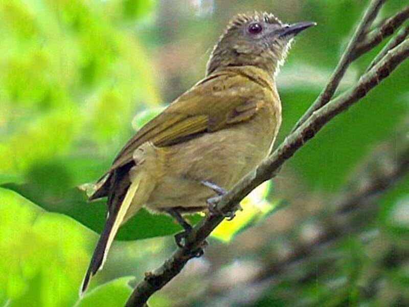 Bulbul de Sjöstedt, Photos 2