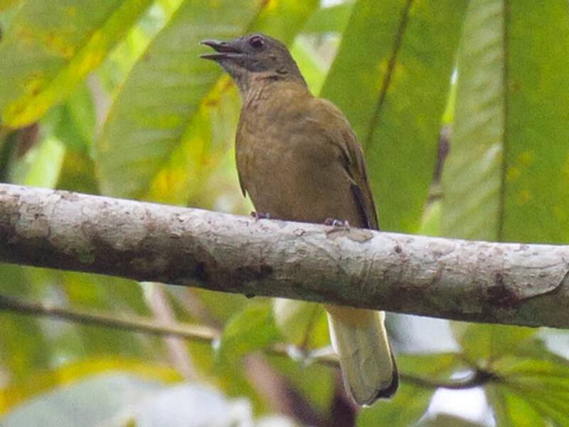 Sjöstedt's Greenbul