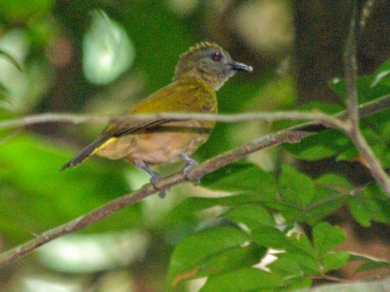 Bulbul de Sjöstedt, Photos 4