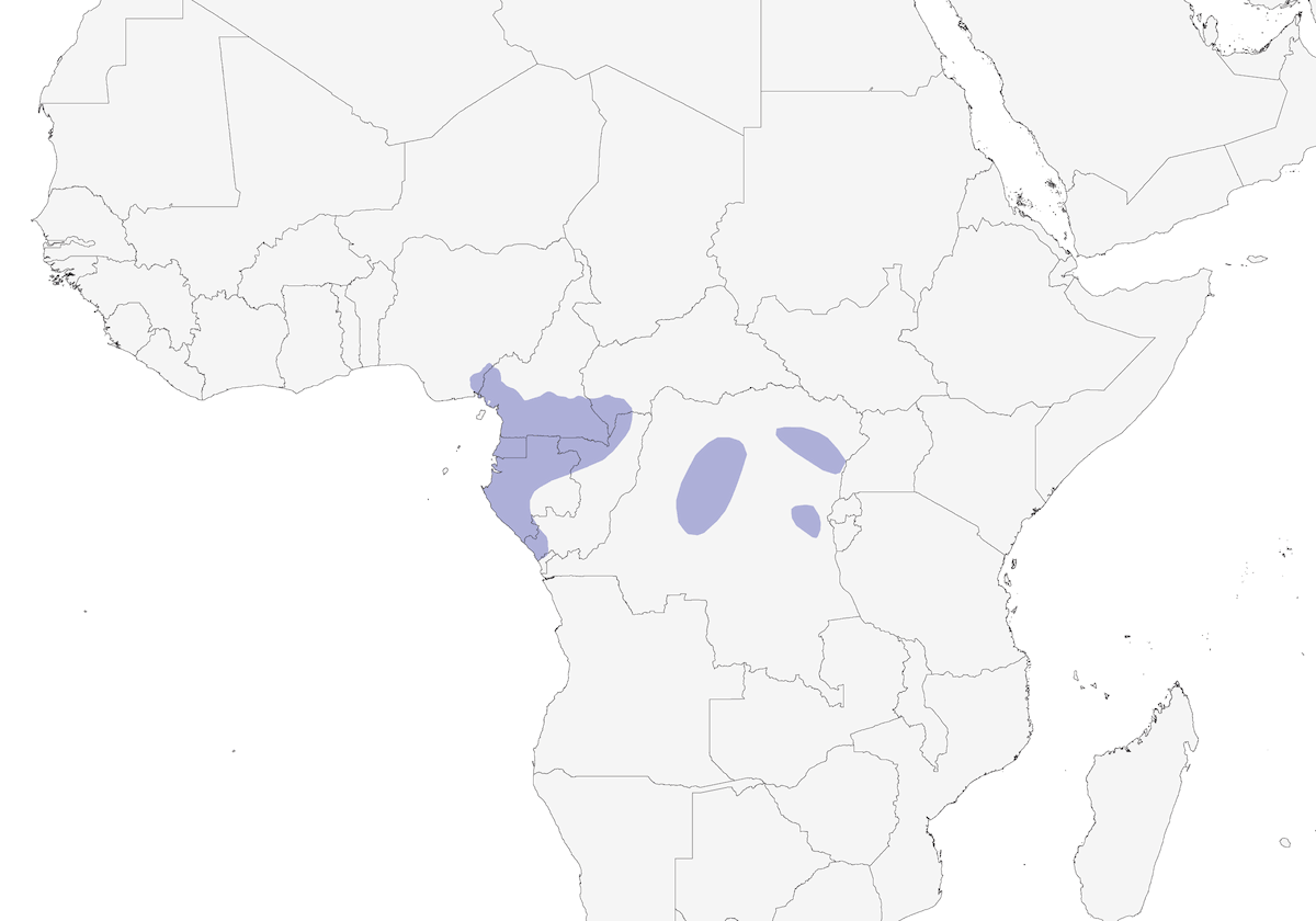 Bulbul de Sjöstedt, Distribution 1