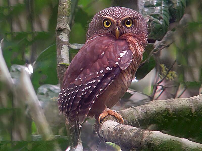 Sjöstedt's Owlet