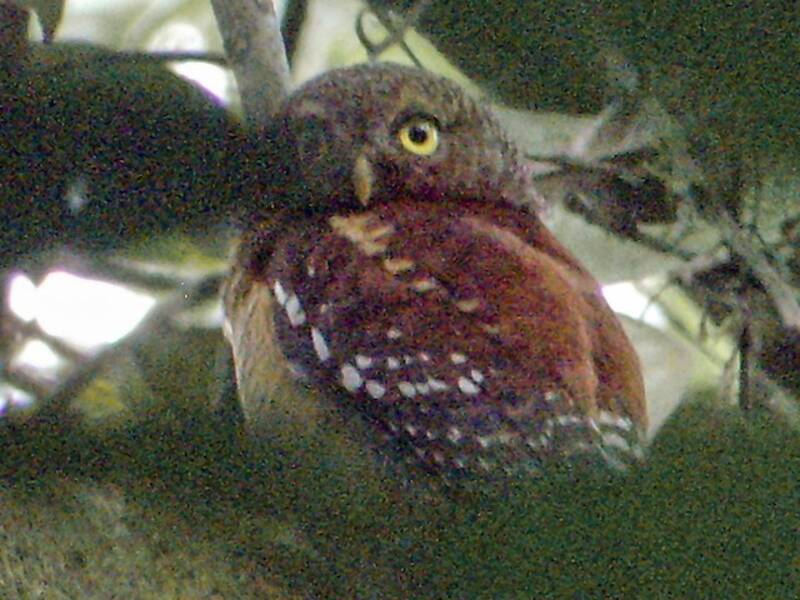 Sjöstedt's Owlet, Photos 3