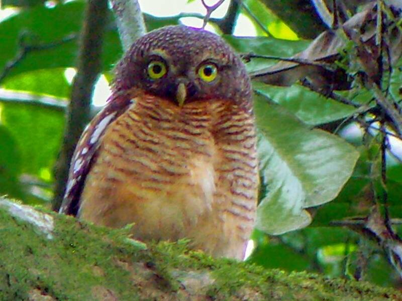 Sjöstedt's Owlet, Photos 2