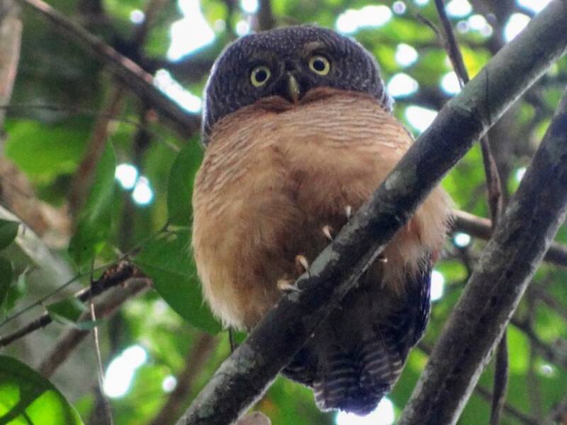 Sjöstedt's Owlet, Photos 4