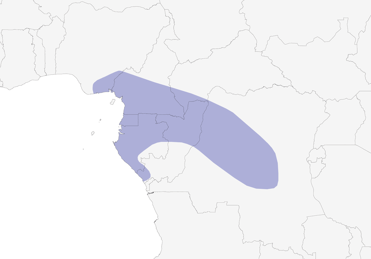 Sjöstedt's Owlet, Distribution 1