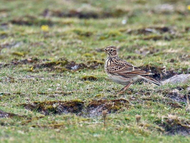 Eurasian Skylark (Alauda arvensis)