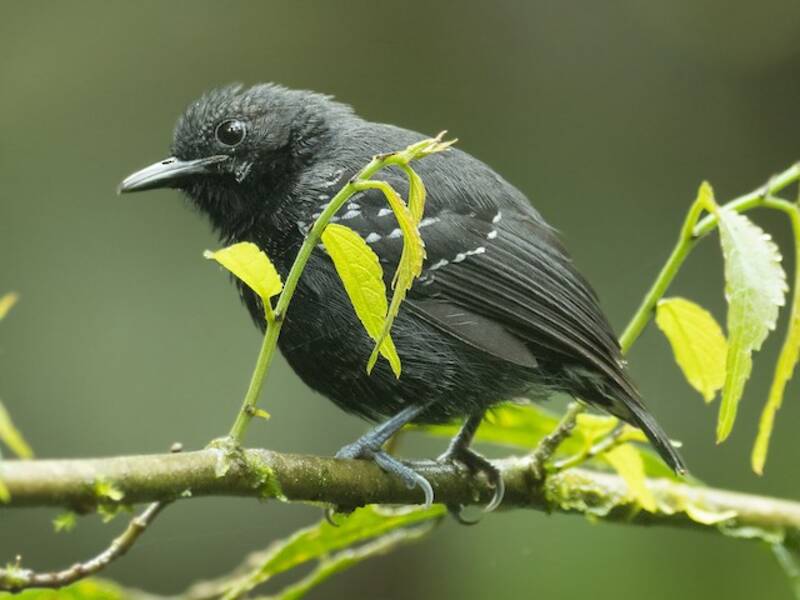 Slaty Antwren, Photos 3