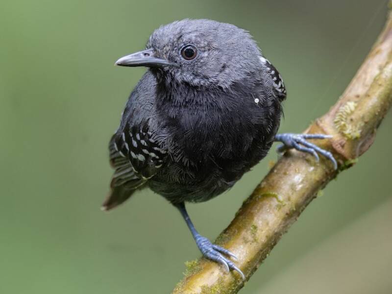 Slaty Antwren, Photos 2
