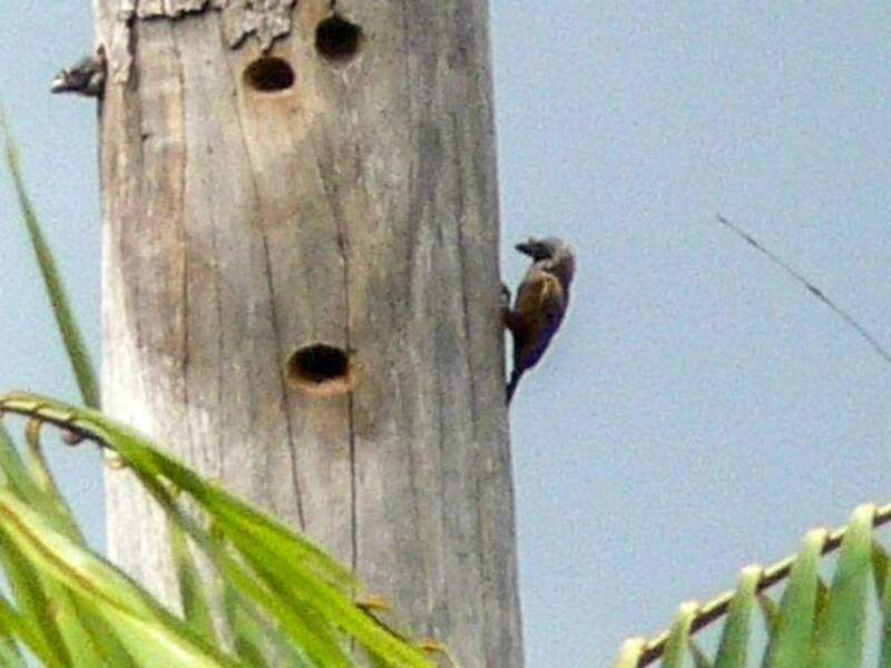 Sladenbartvogel