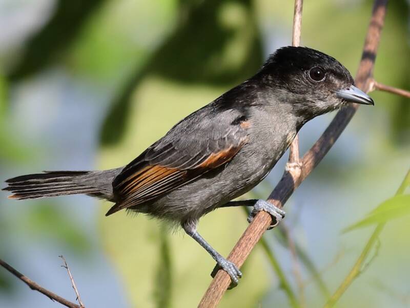 Slaty Becard, Photos 4