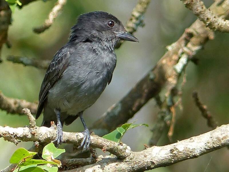 Slaty Becard, Photos 2