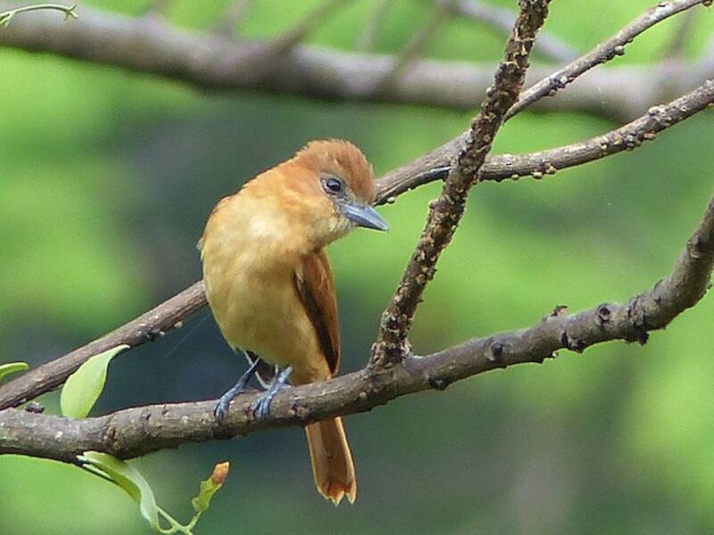 Slaty Becard, Photos 3