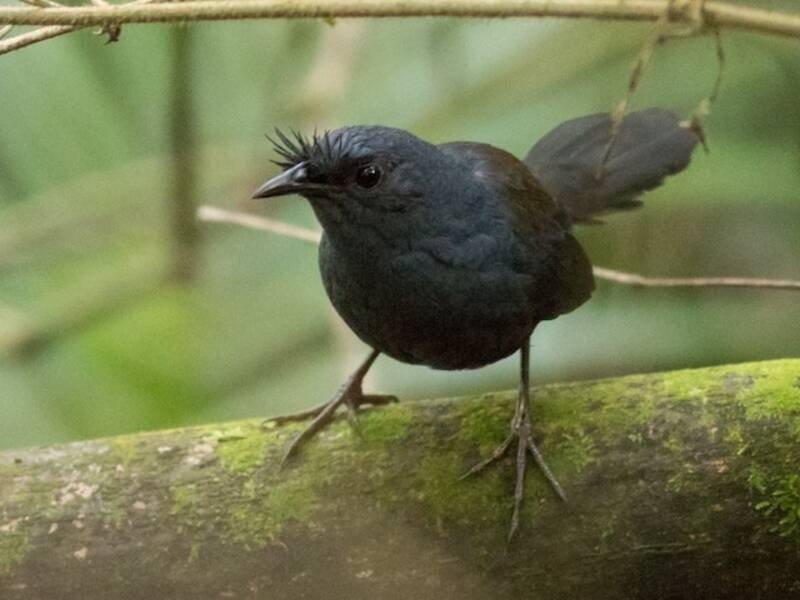 Slaty Bristlefront, Photos 3