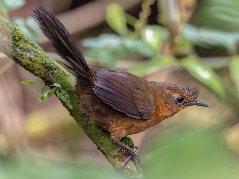 Slaty Bristlefront, Photos 4