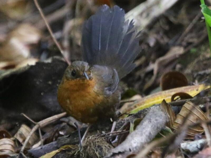 Slaty Bristlefront, Photos 2