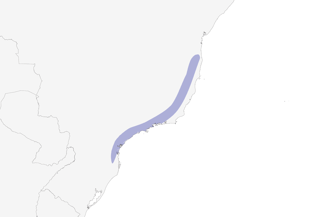 Slaty Bristlefront, Distribution 1