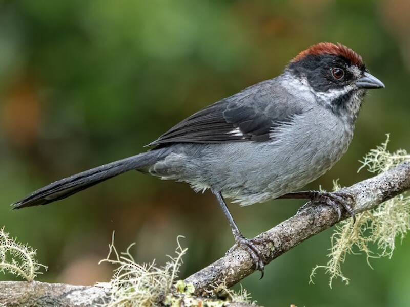 Northern Slaty Brushfinch, Photos 3