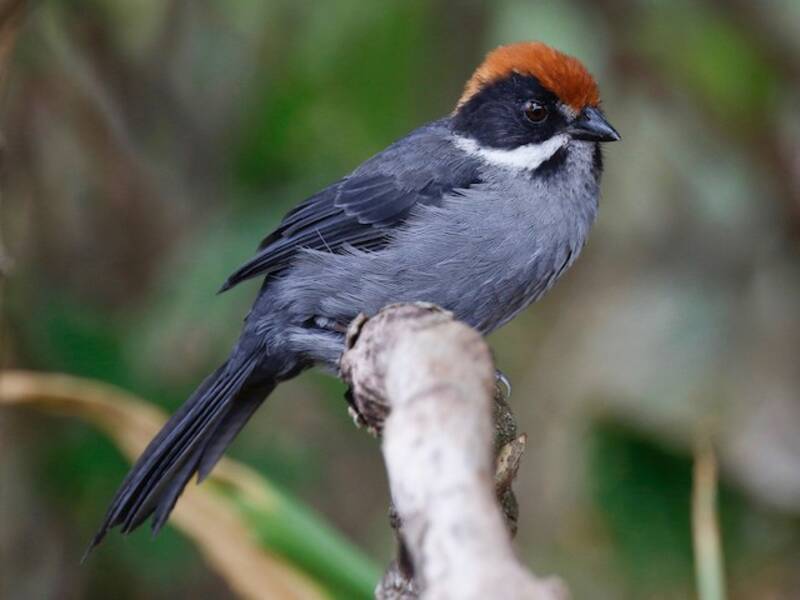 Northern Slaty Brushfinch