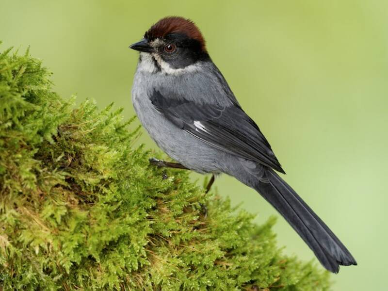 Northern Slaty Brushfinch, Photos 2