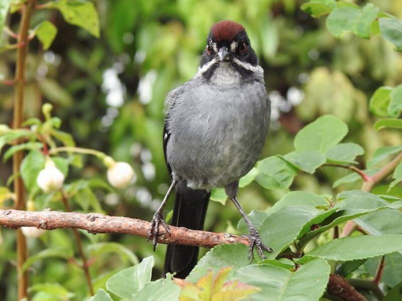 Northern Slaty Brushfinch, Photos 4