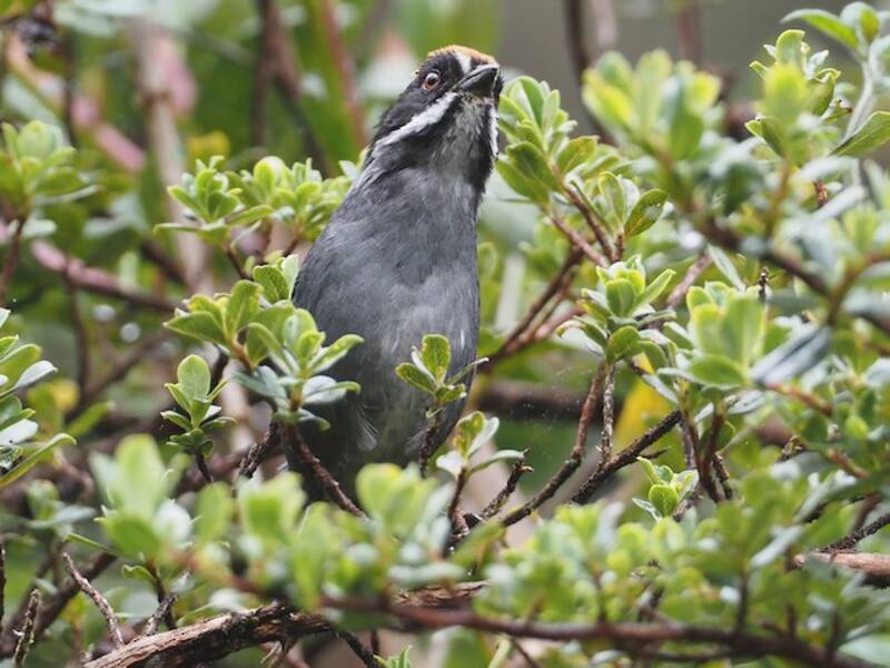 Fringuello dei cespugli ardesia peruviano