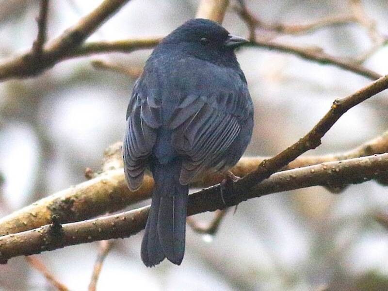 Slaty Bunting, 照片 4