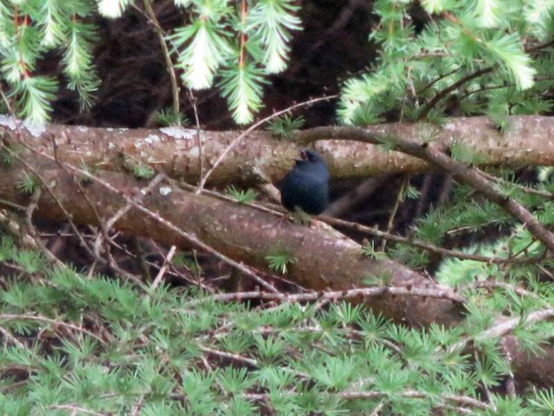 Slaty Bunting, 照片 2